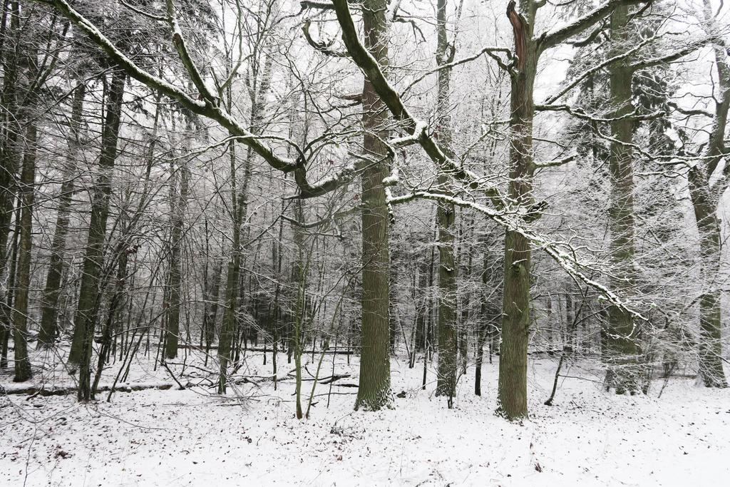 Cztery Pory Roku Pension Białowieża Buitenkant foto