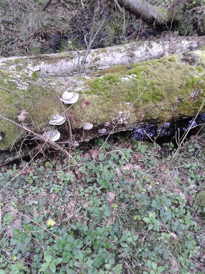 Cztery Pory Roku Pension Białowieża Buitenkant foto
