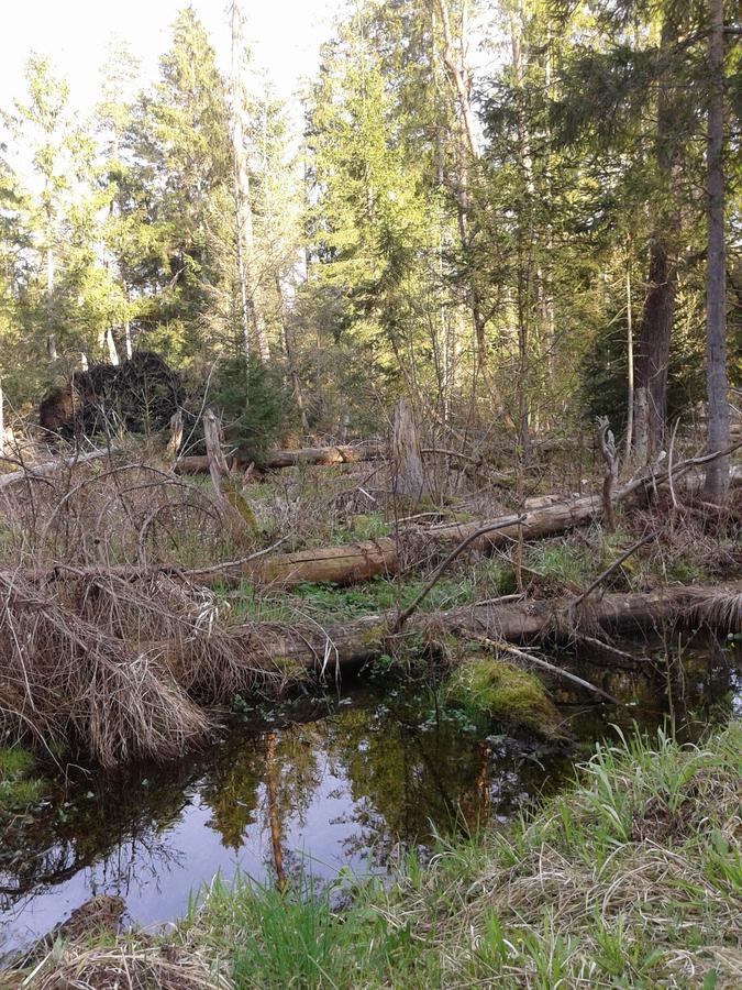 Cztery Pory Roku Pension Białowieża Buitenkant foto